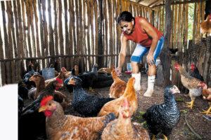 Lisete Aleixo Monteiro im Huehnerstall.Pará, Brasil.