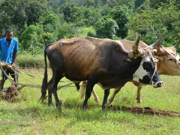 Haiti, SKDK in Carice