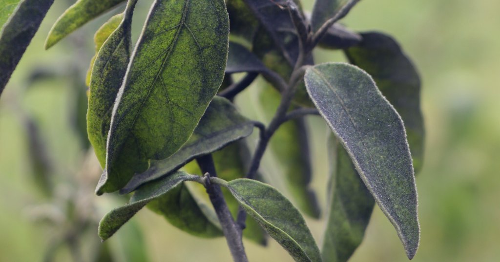 Beitrag_1_Gendermining_bearb_low_1200x630 Der Kohlestaub bedeckt die Pflanzen und löst einen Rückgang der Ernte aus.
