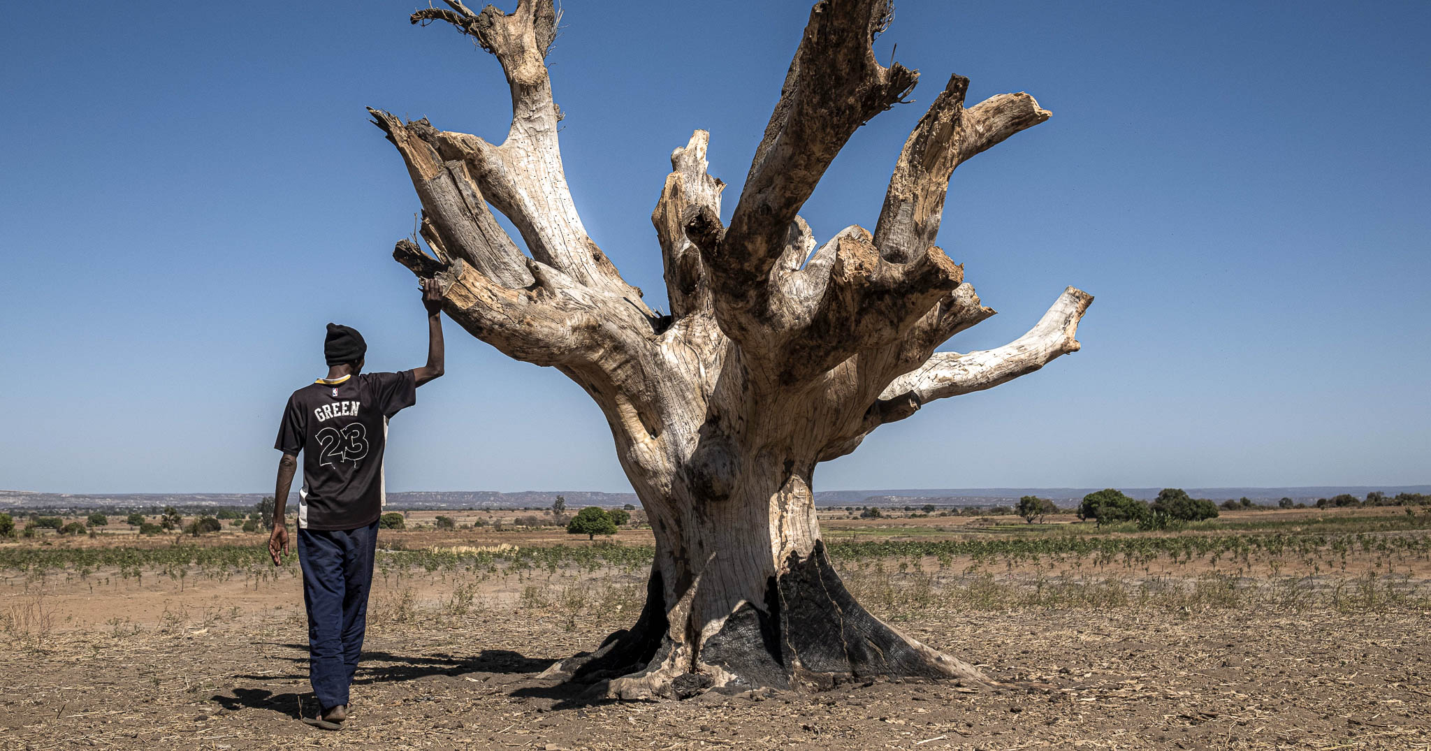 Ein Mann steht neben einem Mangobaum, der vertrocknet und blattlos ist. Er blickt auf das Maniokfeld am Boden.